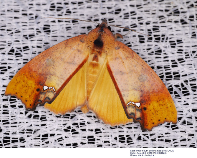 The Moths of Borneo Part15&16 page211